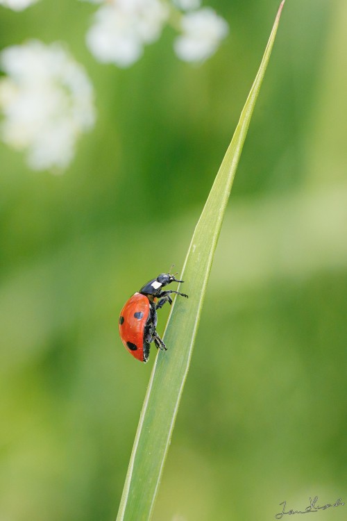 20250622-C72A9364_crop_2048.jpg