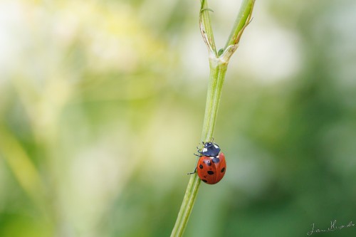 20250622-C72A9497_crop_2048.jpg