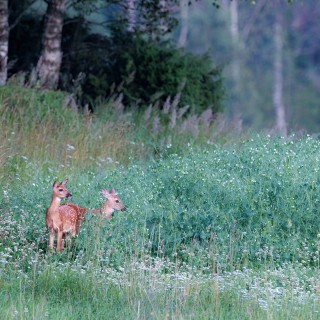 20250717-IMG_9400_crop_2048