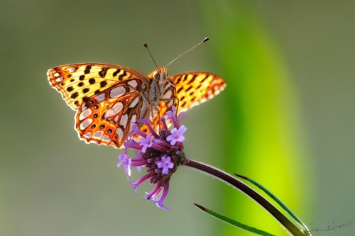 20250809-C72A1717_crop_2048.jpg