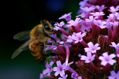20250809-IMG_1883_crop_2048.jpg