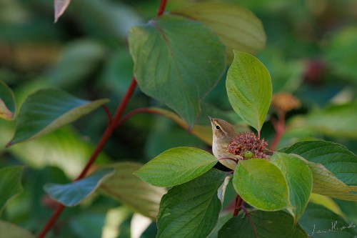 20250928-C72A2393_crop_2048.jpg
