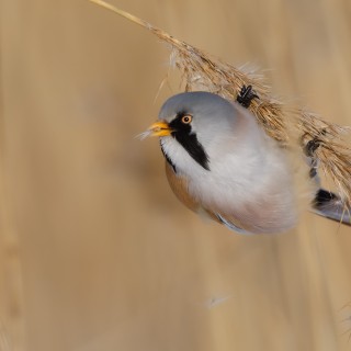 20180304-IMG_7801_crop_2048