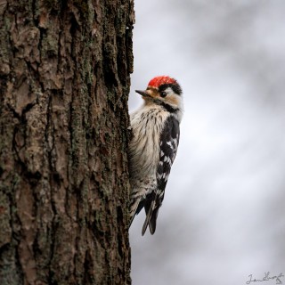 20260403-IMG_4816_crop_2048