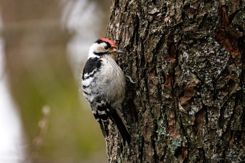 20260403-IMG_5572_crop_2048.jpg