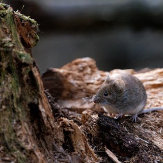20250410-IMG_5532_crop_2048