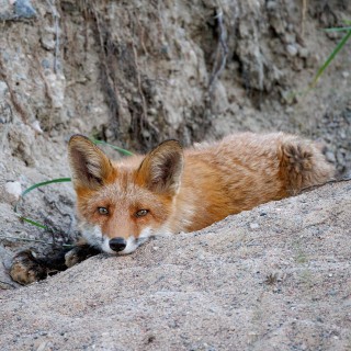20260621-IMG_9654_crop_2048